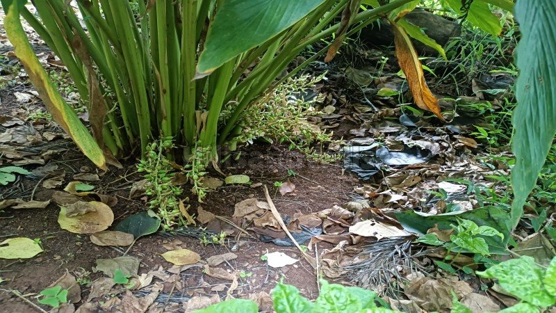 ₹3.50 Cr | 180 cents cardamom estate for sale  in kodaikanal