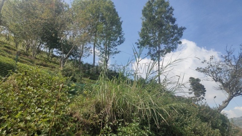₹5.50 Cr | 1.5 acres agriculture land for sale  in vilpatti kodaikanal