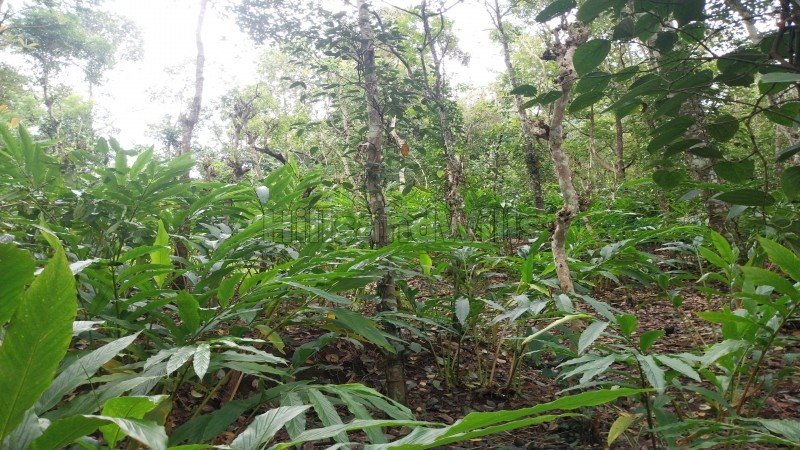 ₹84.50 Lac | 2.86 acres agriculture land for sale  in mundiyeruma idukki