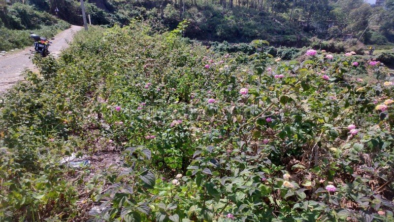 ₹71.50 Lac | 13 cents residential plot for sale  in vilpatti kodaikanal