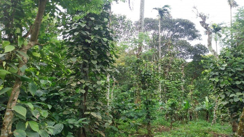 ₹84.50 Lac | 2.86 acres agriculture land for sale  in mundiyeruma idukki