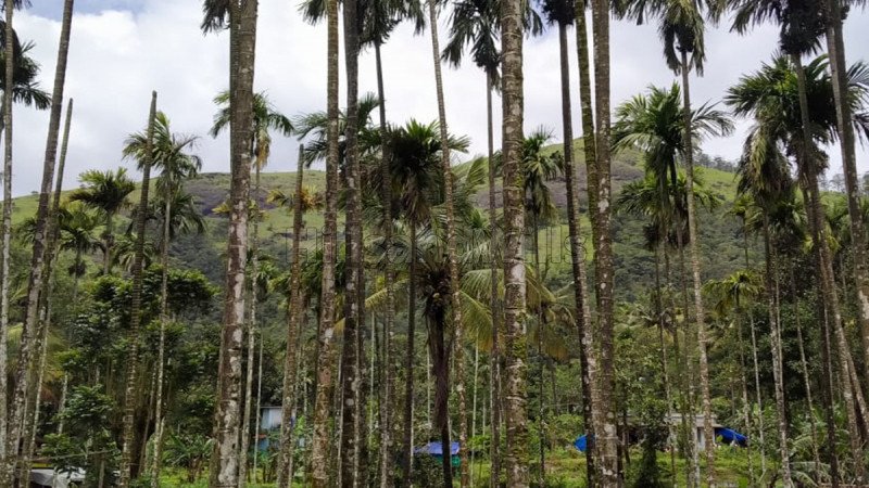 ₹50 Lac | 1 acres residential plot for sale  in padinjarathara wayanad