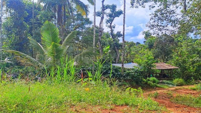 ₹30 Lac | 50 cents residential plot for sale in kappumchal wayanad