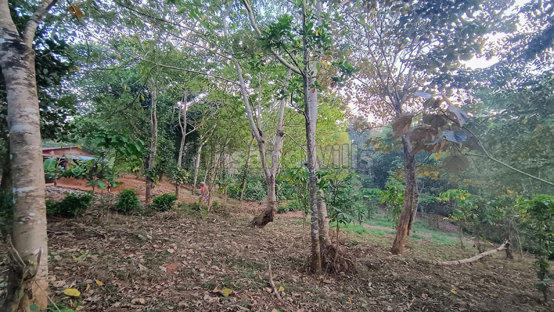₹13 Lac | 20 cents residential plot for sale in thavinjal wayanad