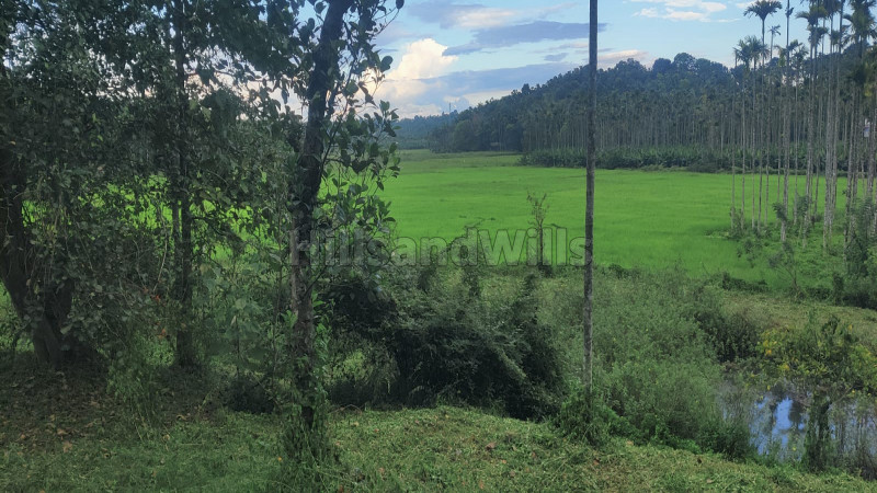₹90 Lac | 72 cents residential plot for sale in panamaram wayanad