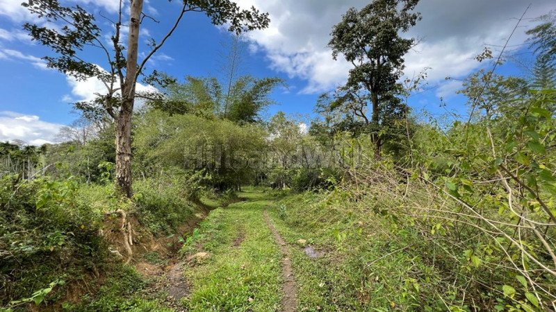 ₹43.20 Lac | 96 cents residential plot for sale  in pulpally wayanad