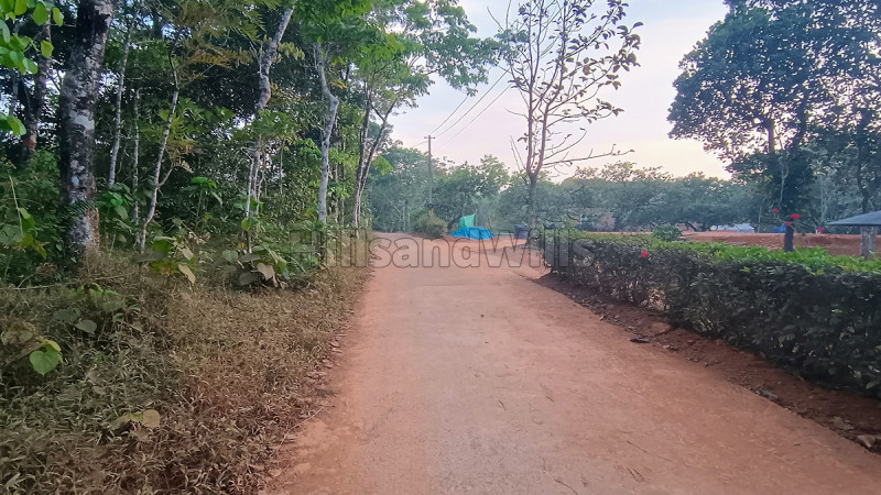 ₹13 Lac | 20 cents residential plot for sale in thavinjal wayanad