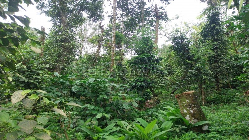 ₹84.50 Lac | 2.86 acres agriculture land for sale  in mundiyeruma idukki