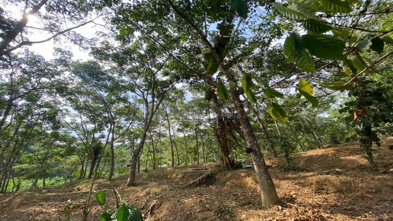 ₹28.70 Lac | 82 cents residential plot for sale  in mananthavady wayanad