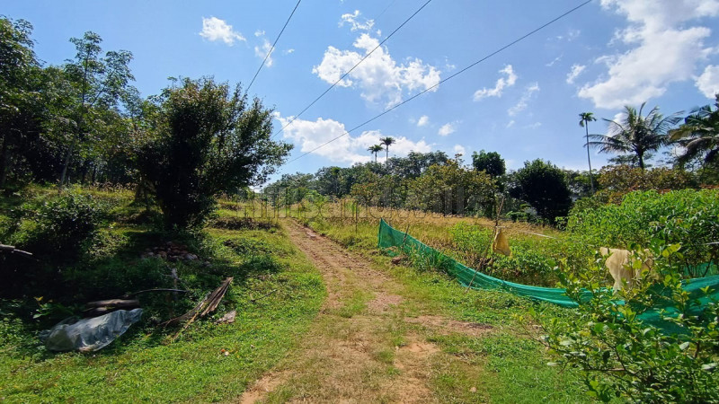 ₹35 Lac | 80 cents residential plot for sale in panamaram wayanad
