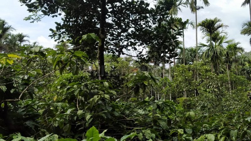 ₹50 Lac | 1 acres residential plot for sale  in padinjarathara wayanad