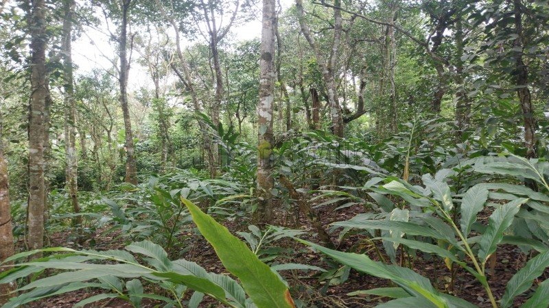 ₹84.50 Lac | 2.86 acres agriculture land for sale  in mundiyeruma idukki