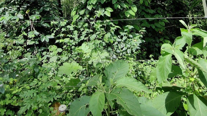 ₹1.50 Cr | 3.9 acres cardamom and pepper estate for sale  in periyur kodaikanal