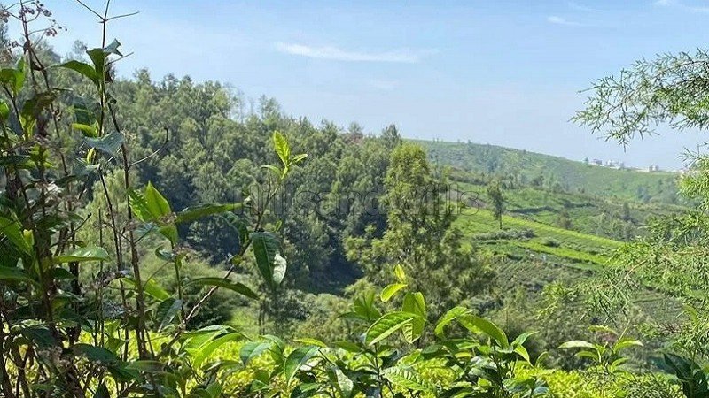 ₹55 Lac | 22 cents agriculture land for sale in balacola ooty