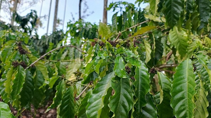 ₹35 Lac | 1 acres residential plot for sale  in bathery wayanad
