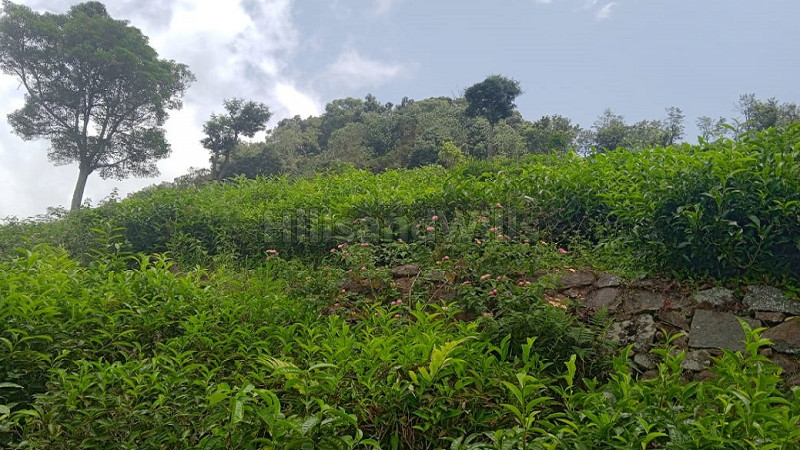 ₹5.04 Cr | 2.52 acres agriculture land for sale in aravenu kotagiri