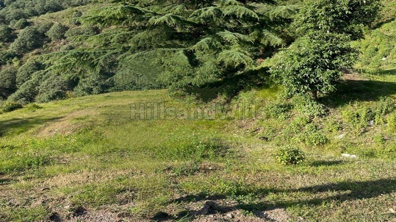 ₹40 Lac | 1 bigha agriculture land for sale  in hathipao mussoorie