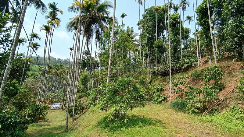 ₹55 Lac | 123 cents residential plot for sale  in vaduvanchal wayanad