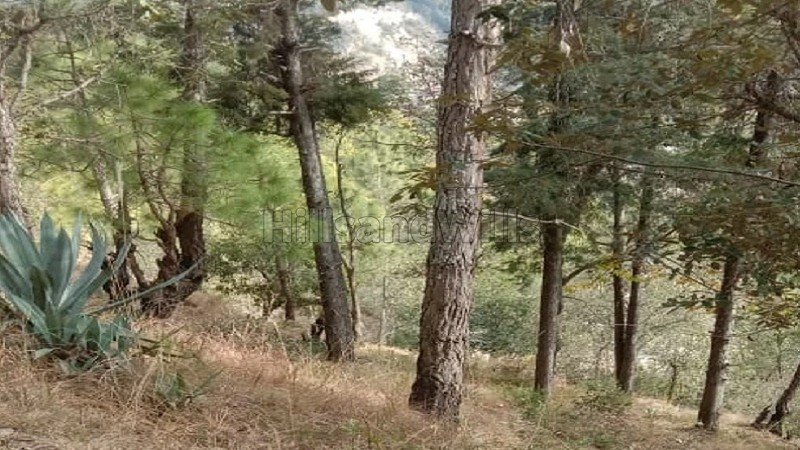 ₹1.25 Cr | 1000 sq.meter residential plot for sale in nathuakhan, mukteshwar nainital