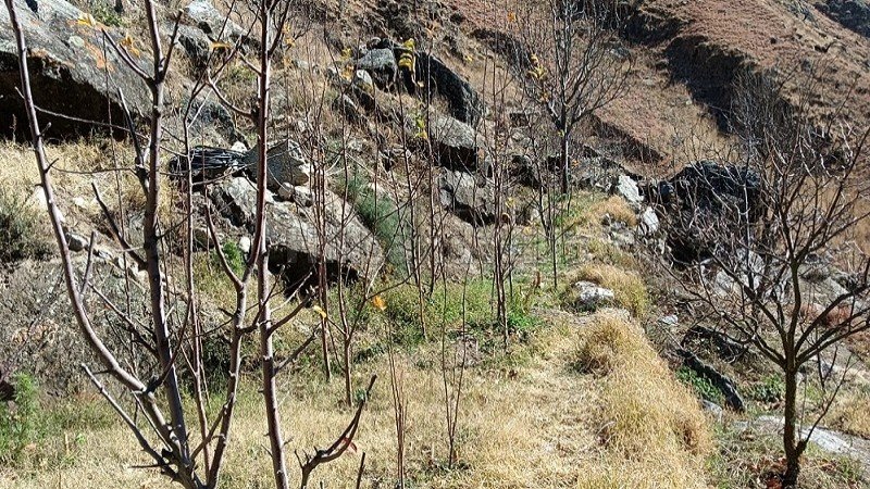 ₹4 Cr | 10 bigha  apple orchard for sale  in kinnaur near shimla