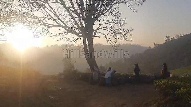 ₹4 Cr | 2 acres tea estate for sale in kotagiri