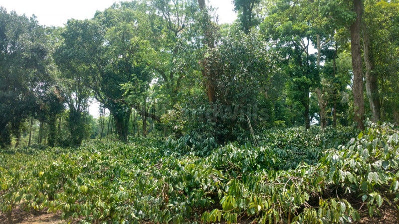 ₹80 Lac | 2 acres agriculture land for sale in kutta coorg