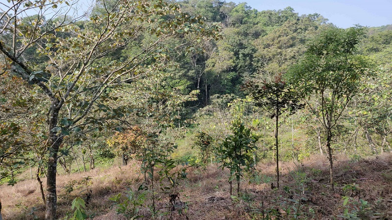 ₹1.04 Cr | 8 acres Agriculture Land For Sale in Kunhome Wayanad