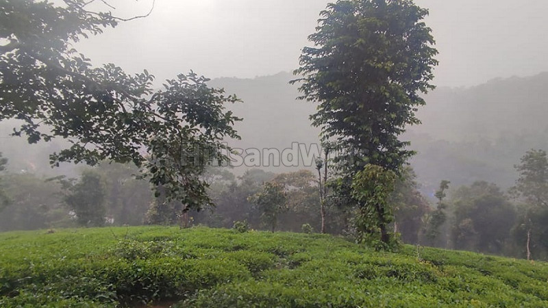 ₹5.60 Cr | 7 acres agriculture land for sale in mananthavady wayanad