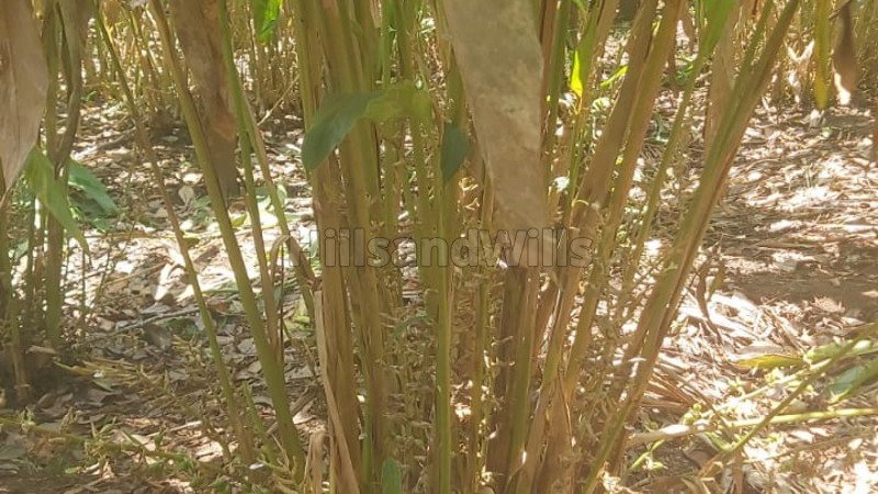 ₹5 Cr | 2 acres agriculture land for sale  in nariyampara idukki