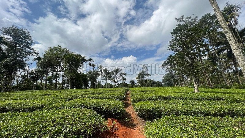₹1.46 Cr | 133 cents residential plot for sale  in vaduvanchal wayanad