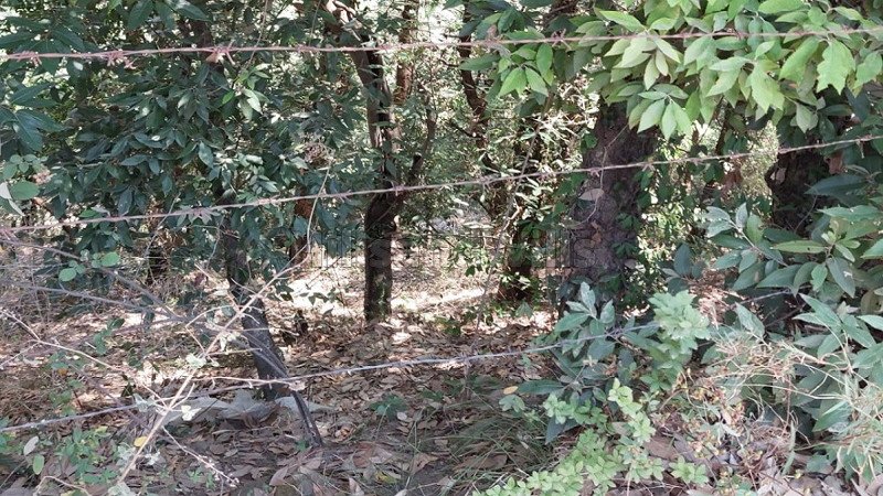 ₹3.50 Cr | 8 bigha agriculture land for sale  in hira nagar shimla