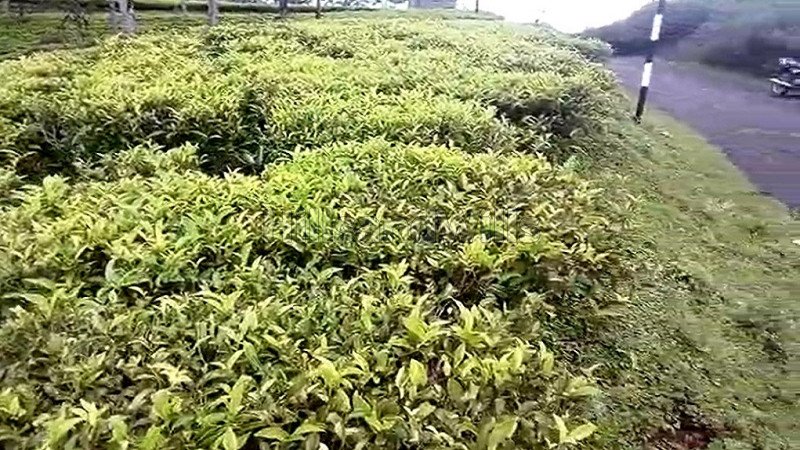 ₹1.30 Cr | 5 cents residential plot for sale  in kannerimukku kotagiri