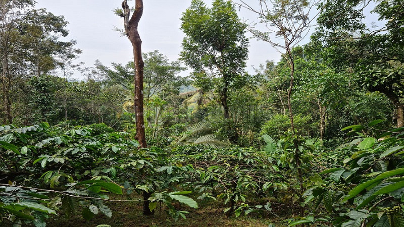 ₹90 Lac | 4 acres residential plot for sale in valat wayanad