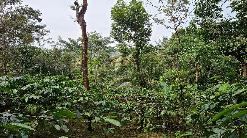 ₹90 Lac | 4 acres residential plot for sale  in valat wayanad