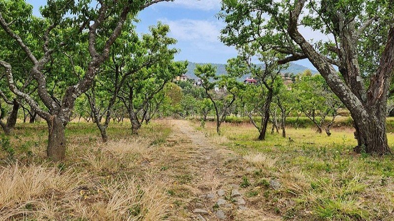 ₹25 Lac | 75 nali commerical land for sale  in talla ramgarh near nainital