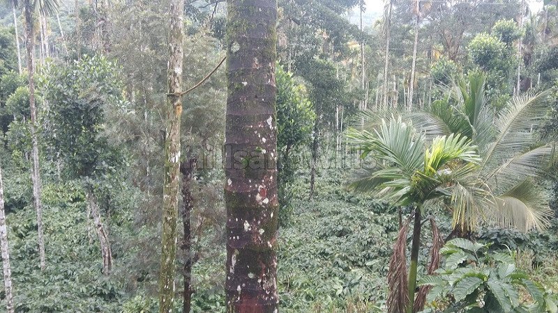 ₹2.50 Cr | 5 acres coffee estate with guest house for sale  in thomattuchal wayanad