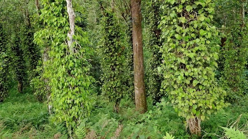 ₹14 Cr&nbsp;|&nbsp;50 acres coffee and tea estate for sale  in bitherkad gudalur