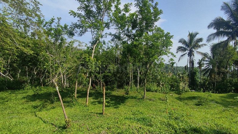 ₹20 Lac | 1 acres residential plot for sale in kalluvayal wayanad