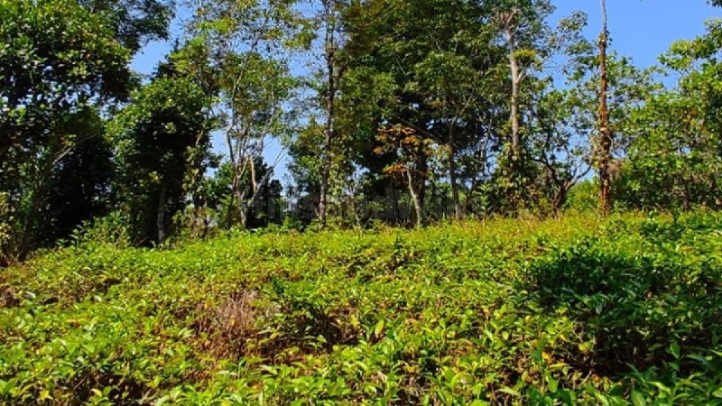 ₹1.20 Cr | 6 acres residential plot for sale  in vimalanagar mananthavady wayanad