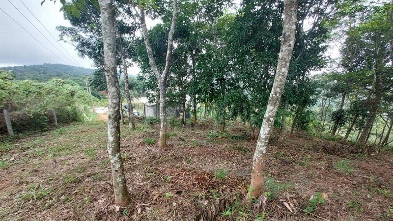 ₹40 Lac | 1 acres rubber estate for sale in mananthavady wayanad
