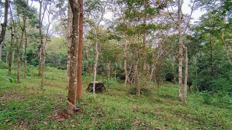 ₹40 Lac | 3bhk farm house for sale  in panamaram wayanad