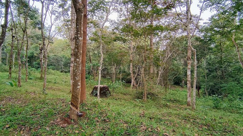 ₹40 Lac | 3bhk farm house for sale in panamaram wayanad