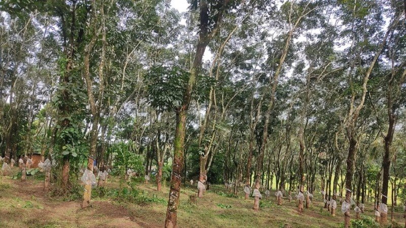 ₹45 Lac | 125 cents  agriculture land with rubber plantation for sale  in nadavayal wayanad