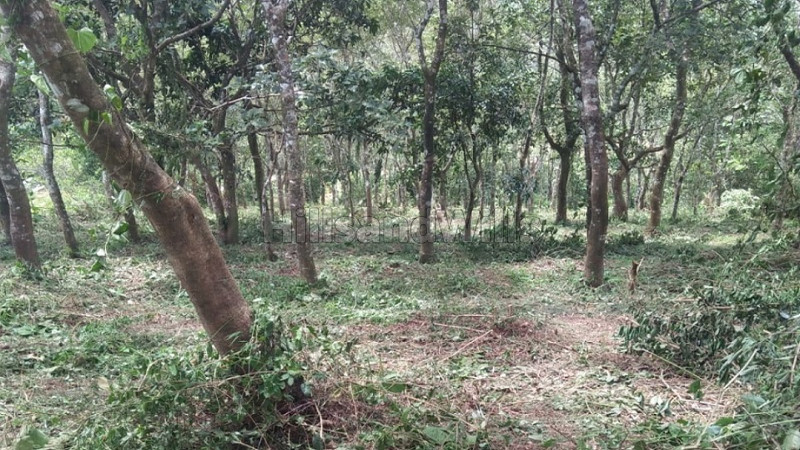 ₹30 Lac | 68 cents agriculture land for sale in manandhavady wayanad