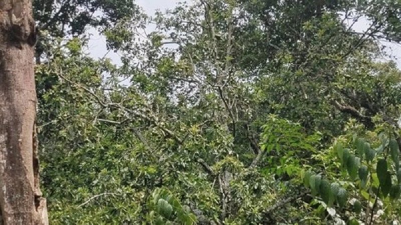 ₹2.30 Cr | 11.5 acres agriculture land for sale  in thandigudi kodaikanal