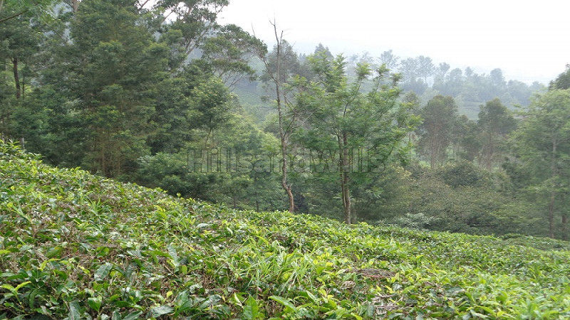 ₹5.40 Cr | 12 acres Agriculture Land For Sale in Mukkaty Ooty
