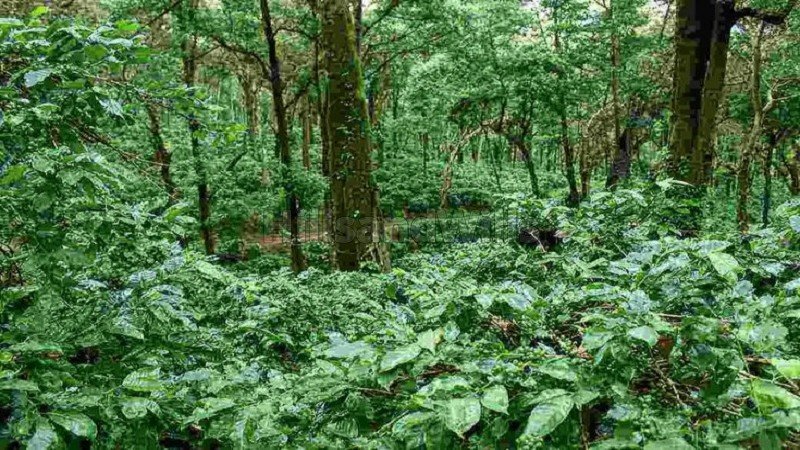 ₹3 Cr | 4 acres coffee estate for sale  in chikmagalur