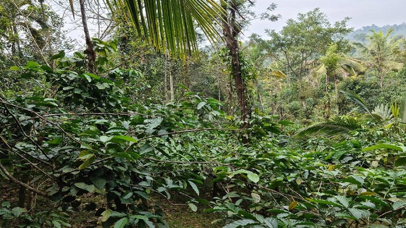 ₹90 Lac | 4 acres residential plot for sale  in valat wayanad