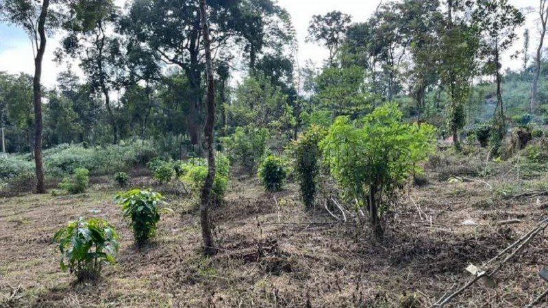 ₹40 Lac | 50 cents residential plot for sale  in manathavadi wayanad