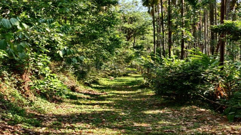 ₹2 Cr | 4 acres agriculture land for sale  in kalasa, samse chikmagalur